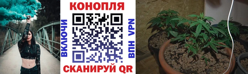 Бошки Шишки конопля  Купить закладки  Сальск 